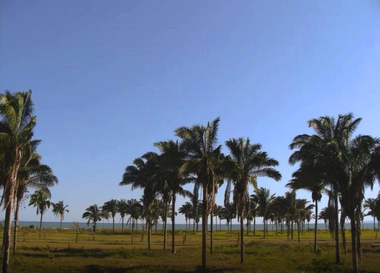 Huge Beachfront Development Land Opportunity for Sale in Palmar Sur, Puerto Armuelles, Chiriqui Province photo 9