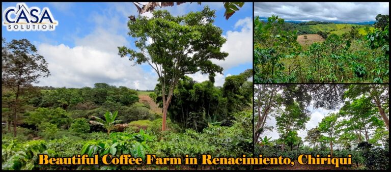 Own a Beautiful Coffee Farm Now for Sale in Renacimiento District, Chiriqui Province, Panama