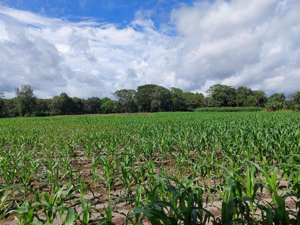 Superb Agricultural Riverfront Farm for Sale in El Alanje, Chiriqui