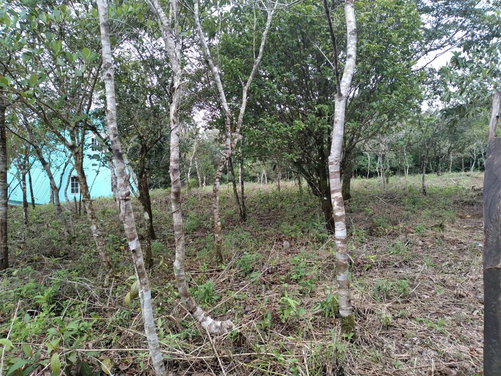 Just $20,000! Affordable Potrerillos Arriba Lot with Mountain Stream for Sale in Dolega, Chiriqui photo 4