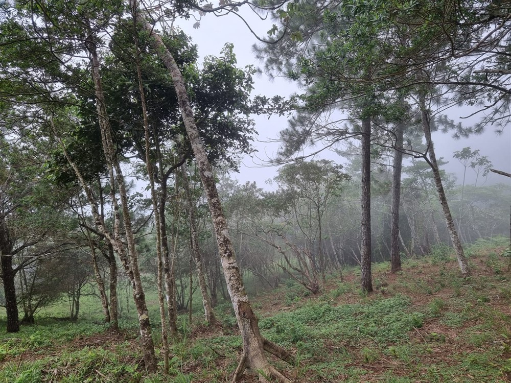 Sold by Owner - Beautiful Mountain Lot in Sora, Chame District, Near the Coronado Area, Panama West Province photo 9