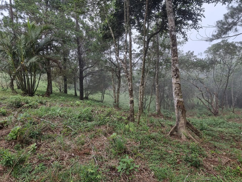 Sold by Owner - Beautiful Mountain Lot in Sora, Chame District, Near the Coronado Area, Panama West Province photo 12