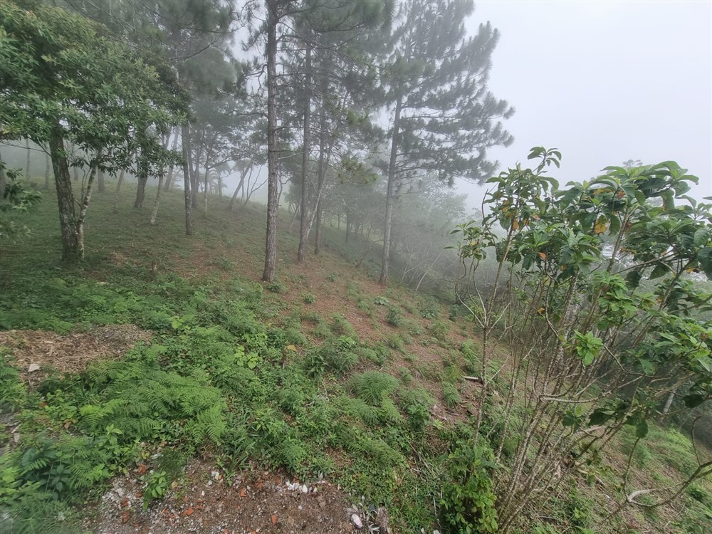 Sold by Owner - Beautiful Mountain Lot in Sora, Chame District, Near the Coronado Area, Panama West Province photo 2