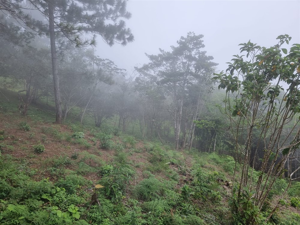 Sold by Owner - Beautiful Mountain Lot in Sora, Chame District, Near the Coronado Area, Panama West Province photo 5