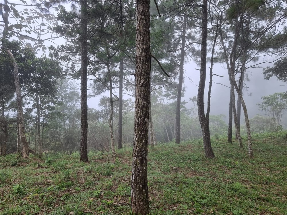 Sold by Owner - Beautiful Mountain Lot in Sora, Chame District, Near the Coronado Area, Panama West Province photo 6