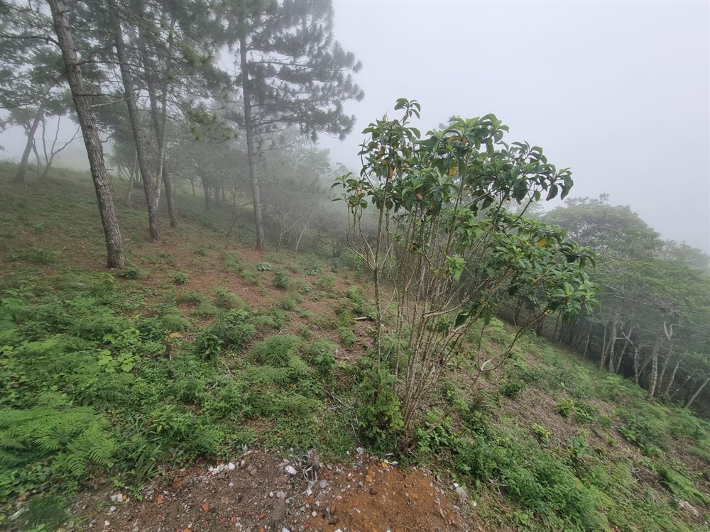 Sold by Owner - Beautiful Mountain Lot in Sora, Chame District, Near the Coronado Area, Panama West Province photo 7