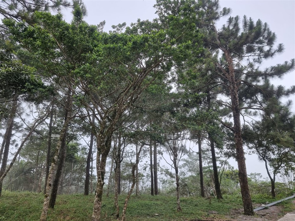 Sold by Owner - Beautiful Mountain Lot in Sora, Chame District, Near the Coronado Area, Panama West Province photo 8