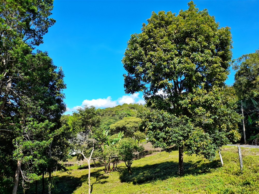 Withdrawn - Beautiful & Prime Volcancito Lot For Sale in Boquete, Chiriqui photo 10