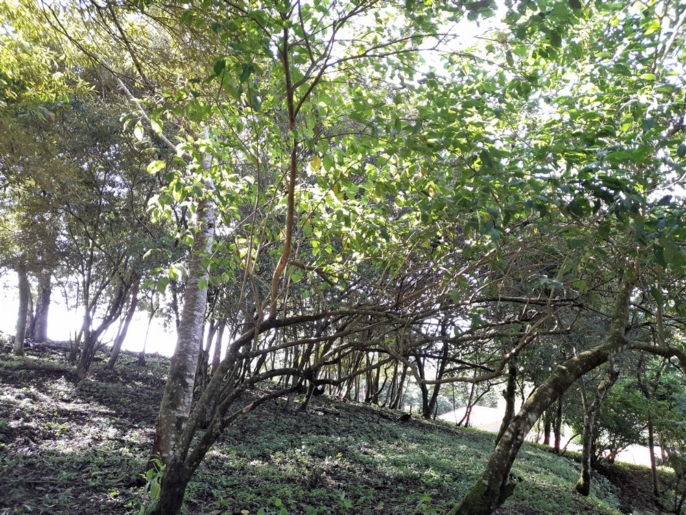 Withdrawn - Beautiful & Prime Volcancito Lot For Sale in Boquete, Chiriqui photo 6