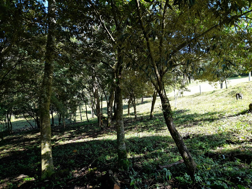 Withdrawn - Beautiful & Prime Volcancito Lot For Sale in Boquete, Chiriqui photo 7