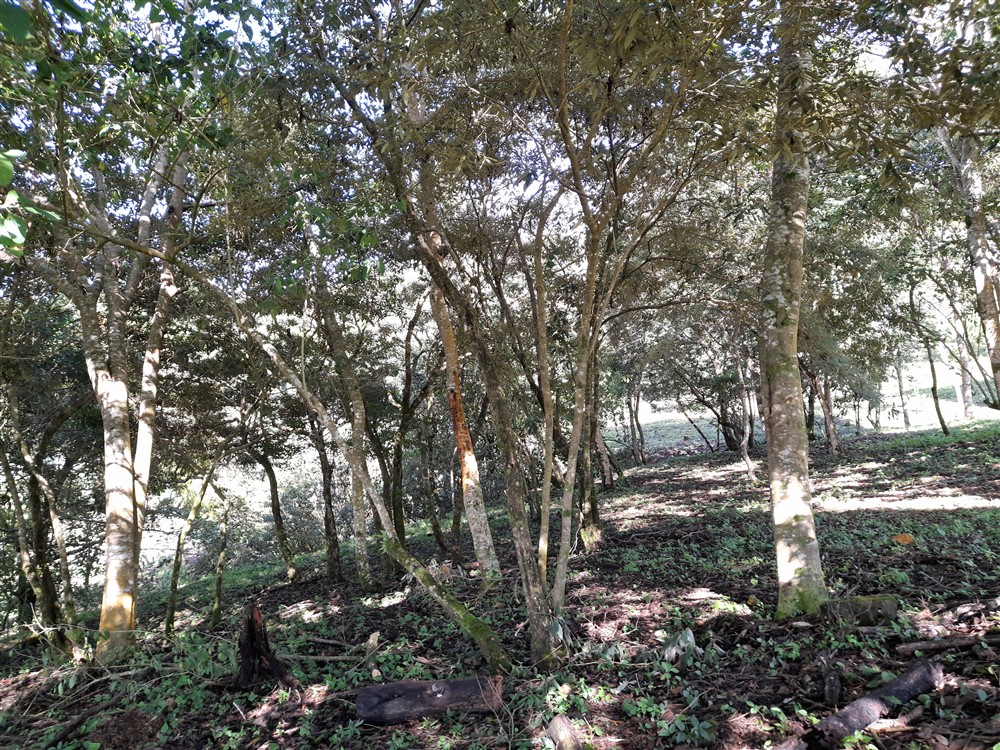 Withdrawn - Beautiful & Prime Volcancito Lot For Sale in Boquete, Chiriqui photo 8