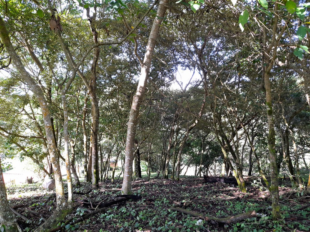Withdrawn - Beautiful & Prime Volcancito Lot For Sale in Boquete, Chiriqui photo 9