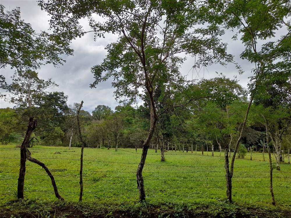 Flat Lot with Lovely Stream for Sale in Potrerillos Arriba, Chiriqui