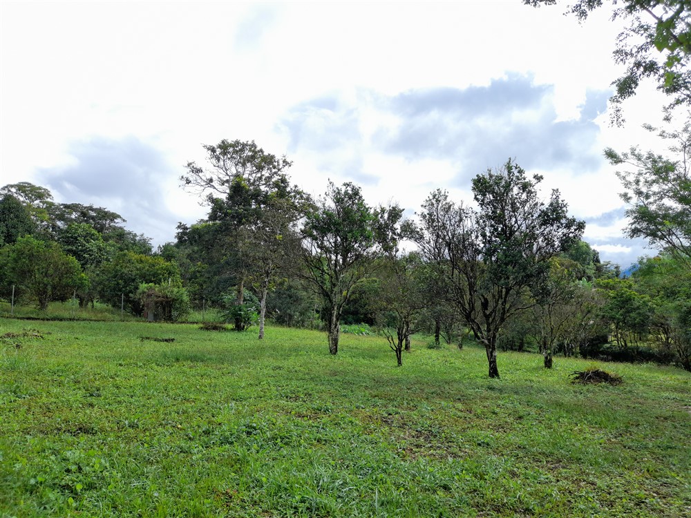 Flat Lot with Lovely Stream for Sale in Potrerillos Arriba, Chiriqui photo 11