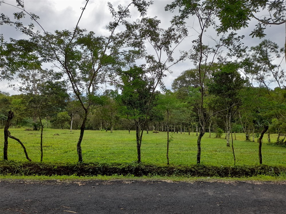Flat Lot with Lovely Stream for Sale in Potrerillos Arriba, Chiriqui photo 2