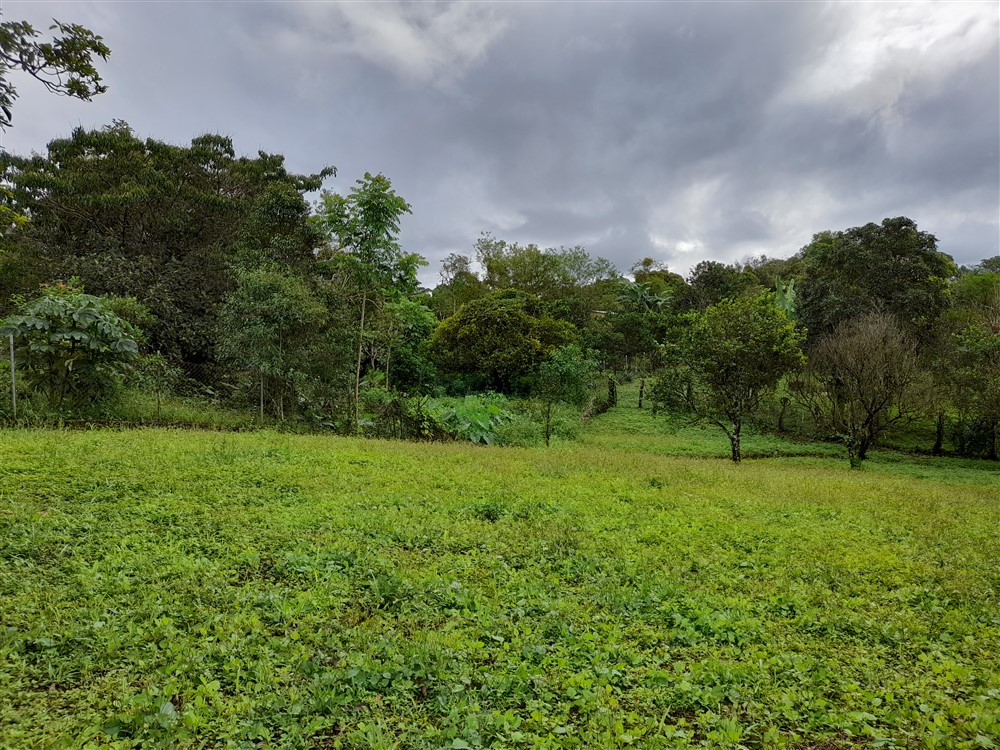 Flat Lot with Lovely Stream for Sale in Potrerillos Arriba, Chiriqui photo 5