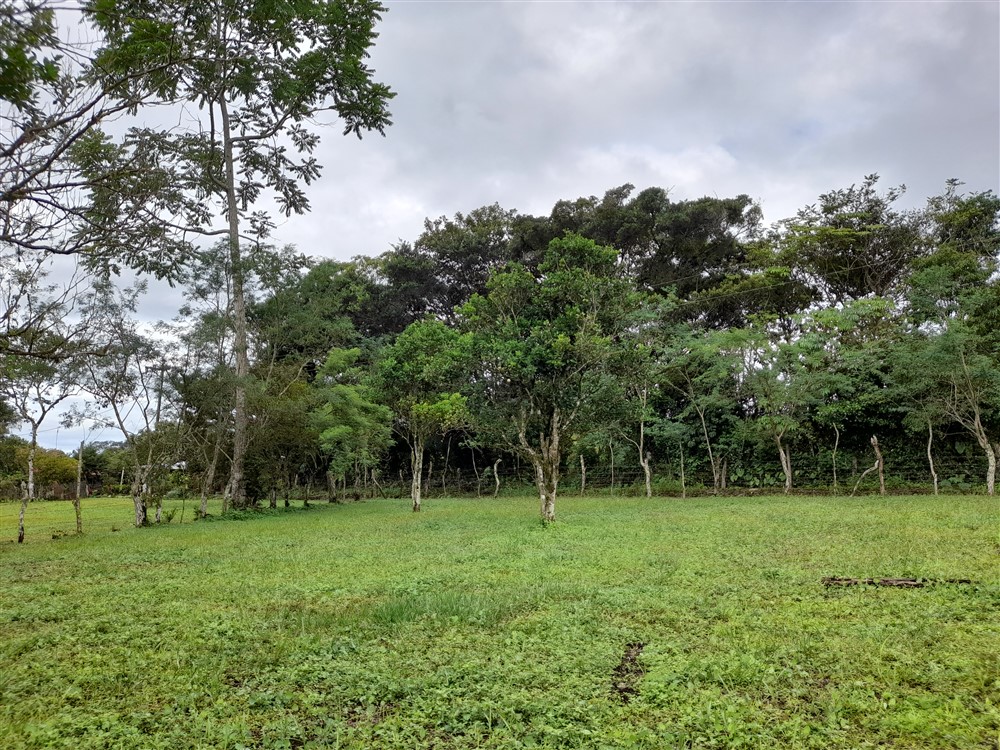 Flat Lot with Lovely Stream for Sale in Potrerillos Arriba, Chiriqui photo 7