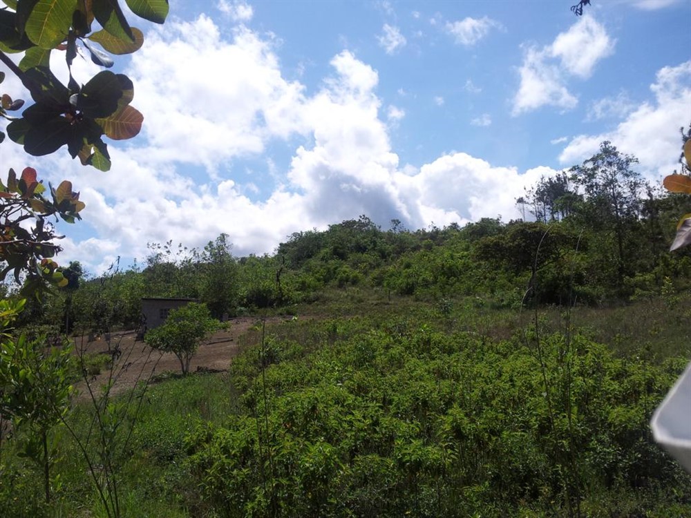 Over 12 Expansive Acres of Farmland for Sale in Penonome, Cocle Province