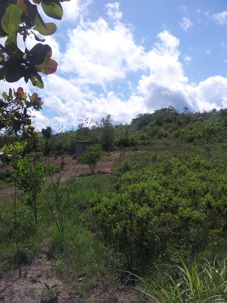 Over 12 Expansive Acres of Farmland for Sale in Penonome, Cocle Province photo 3