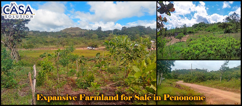 Over 12 Expansive Acres of Farmland for Sale in Penonome, Cocle Province photo 5