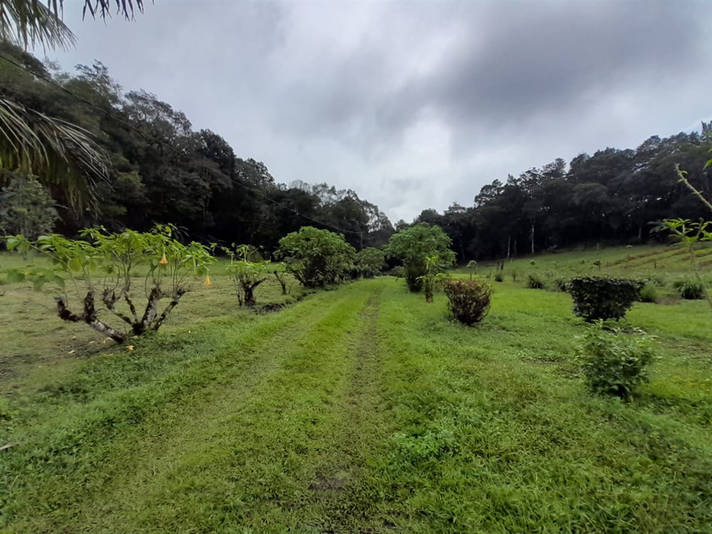 Over 27 Lush Acres of Land for Sale in Jaramillo, Boquete, Chiriqui photo 11
