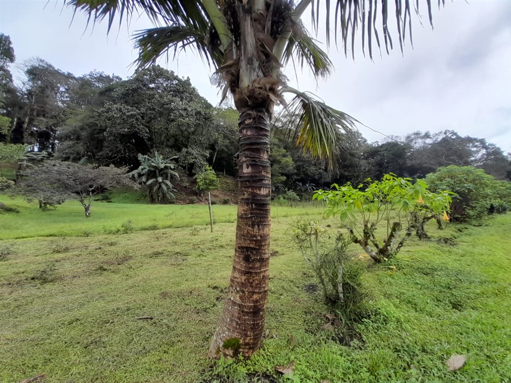 Over 27 Lush Acres of Land for Sale in Jaramillo, Boquete, Chiriqui photo 5