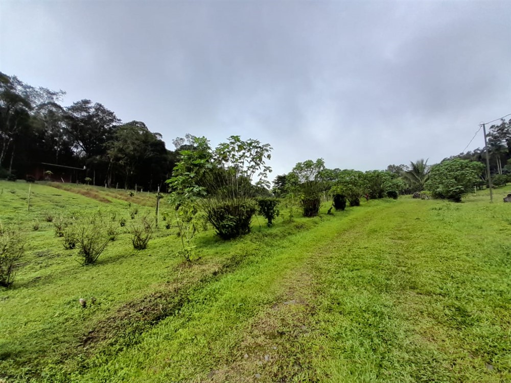 Over 7 Lush Acres of Land for Sale in Jaramillo, Boquete, Chiriqui photo 9