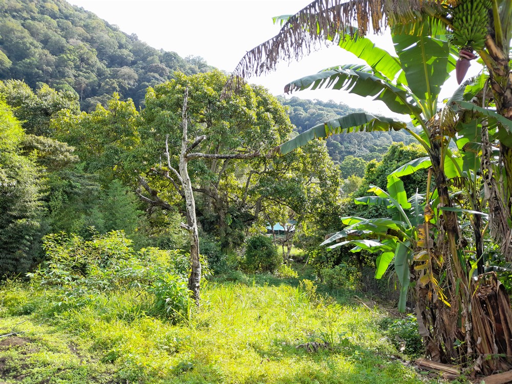Price Reduction! Over 17 Acres of Reforested Land With Riverfront For Sale near Panama’s Pacific Gold Coast Beaches Just 1 Hour from Panama City