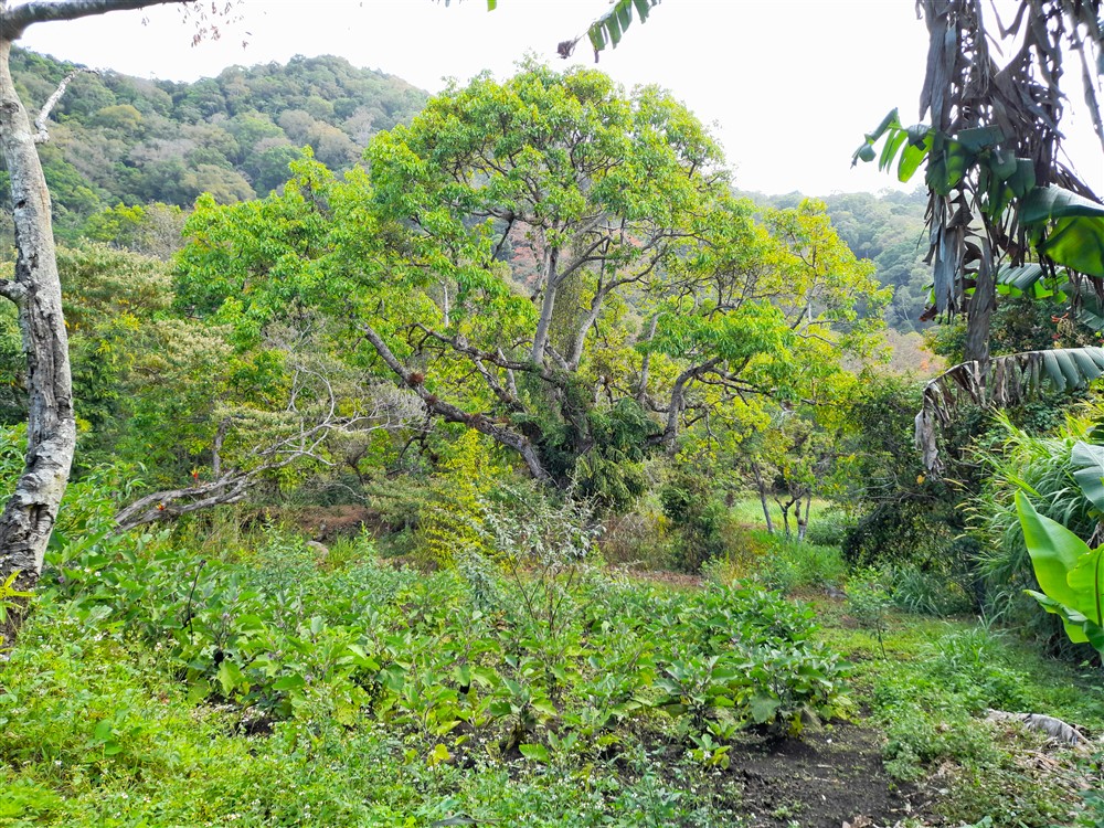 Price Reduction! Over 17 Acres of Reforested Land With Riverfront For Sale near Panama’s Pacific Gold Coast Beaches Just 1 Hour from Panama City photo 11