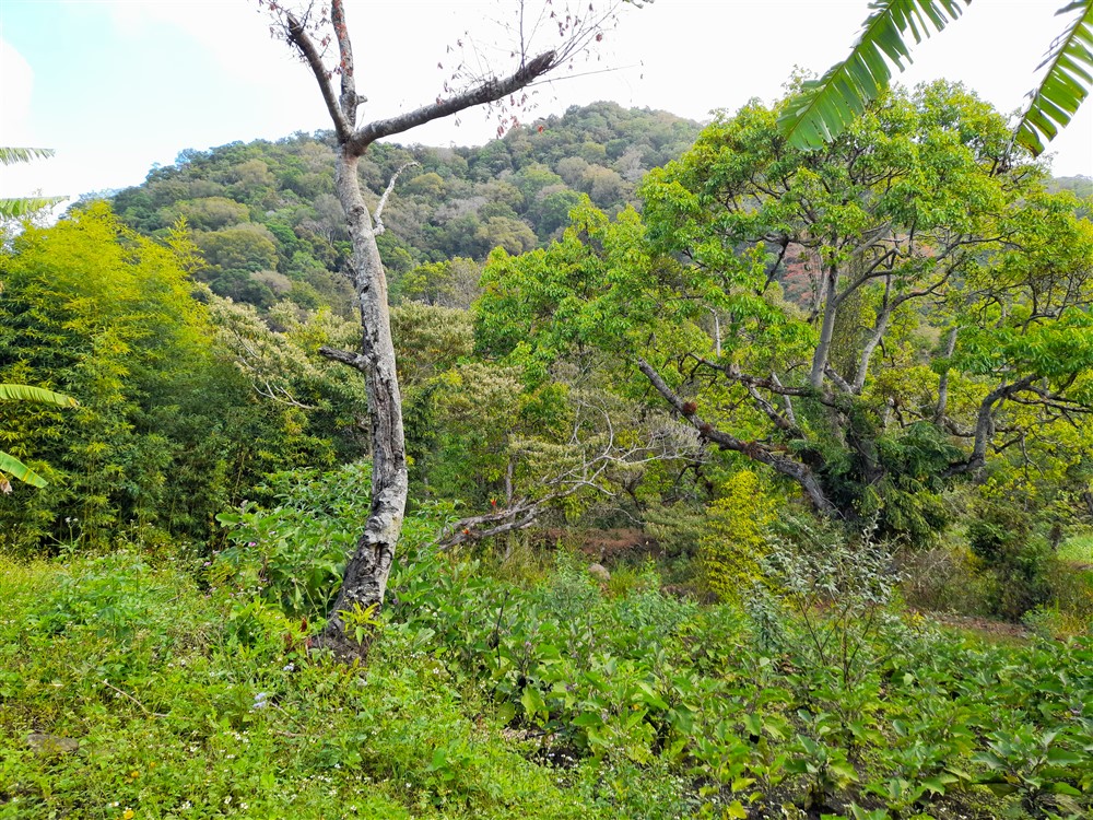 Price Reduction! Over 17 Acres of Reforested Land With Riverfront For Sale near Panama’s Pacific Gold Coast Beaches Just 1 Hour from Panama City photo 12