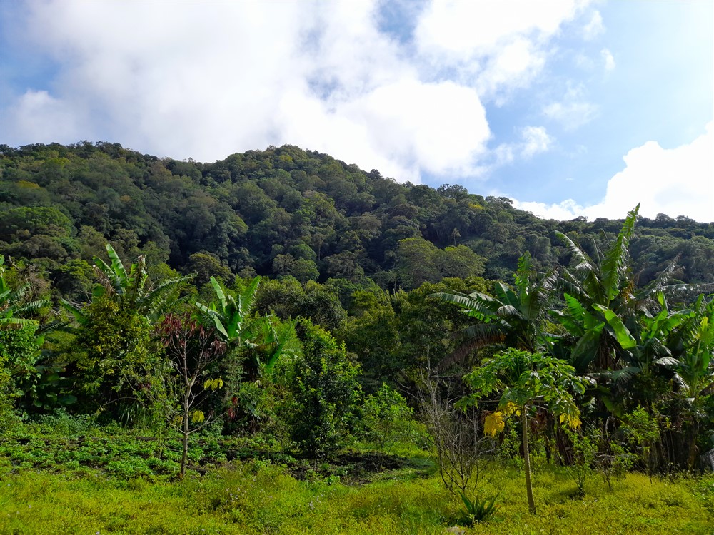 Price Reduction! Over 17 Acres of Reforested Land With Riverfront For Sale near Panama’s Pacific Gold Coast Beaches Just 1 Hour from Panama City photo 2
