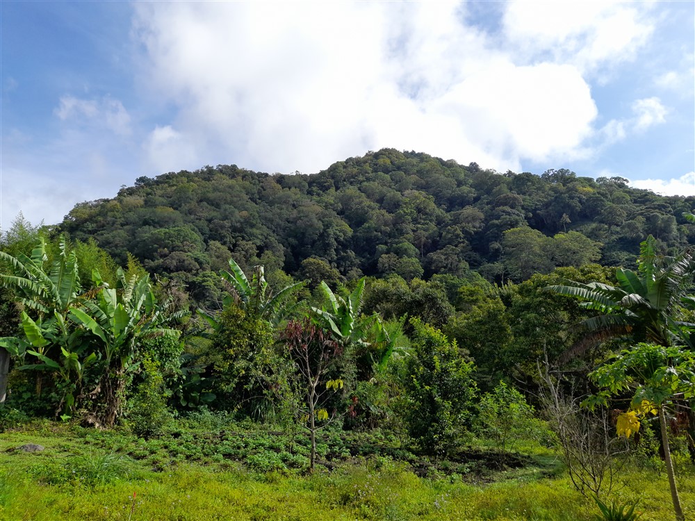 Price Reduction! Over 17 Acres of Reforested Land With Riverfront For Sale near Panama’s Pacific Gold Coast Beaches Just 1 Hour from Panama City photo 3