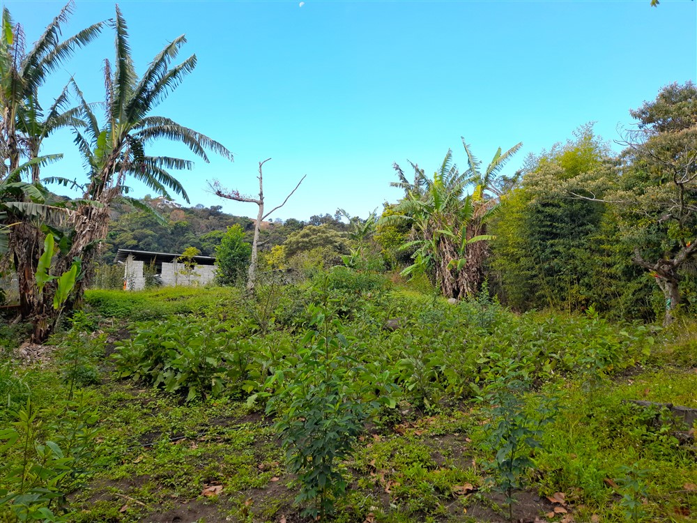 Price Reduction! Over 17 Acres of Reforested Land With Riverfront For Sale near Panama’s Pacific Gold Coast Beaches Just 1 Hour from Panama City photo 4