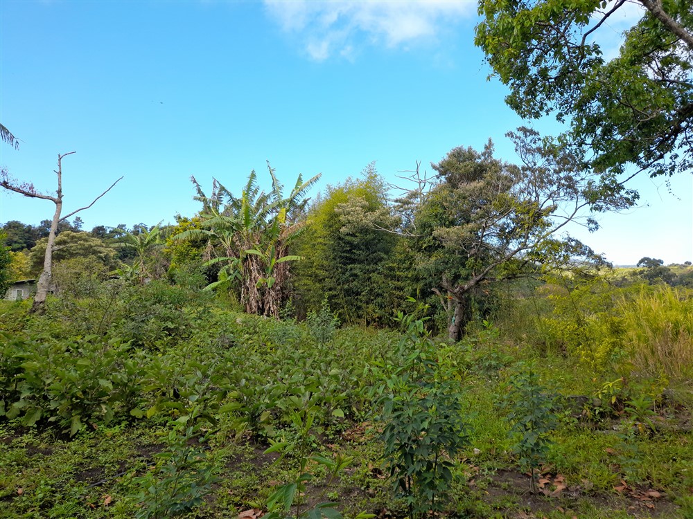 Price Reduction! Over 17 Acres of Reforested Land With Riverfront For Sale near Panama’s Pacific Gold Coast Beaches Just 1 Hour from Panama City photo 6