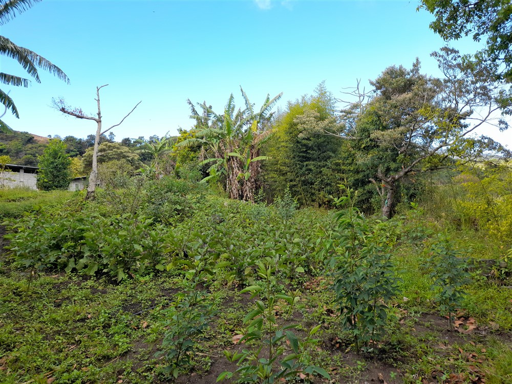 Price Reduction! Over 17 Acres of Reforested Land With Riverfront For Sale near Panama’s Pacific Gold Coast Beaches Just 1 Hour from Panama City photo 7