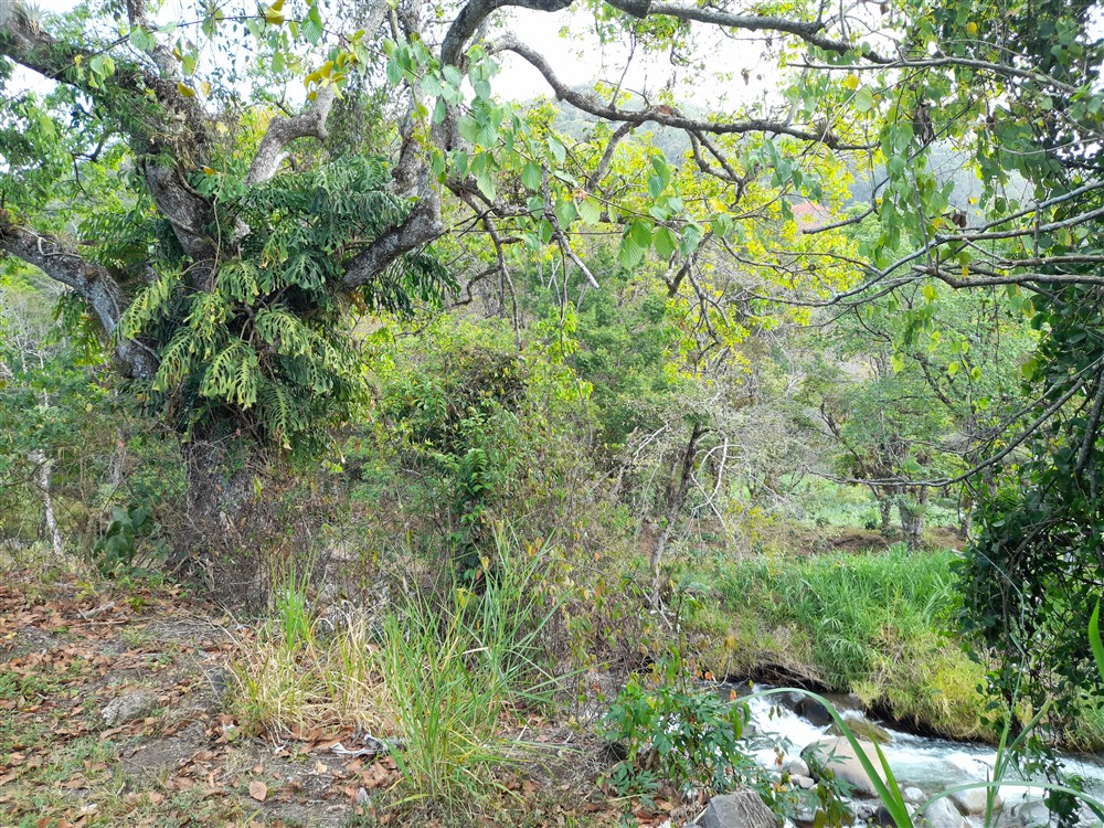 Price Reduction! Over 17 Acres of Reforested Land With Riverfront For Sale near Panama’s Pacific Gold Coast Beaches Just 1 Hour from Panama City photo 8
