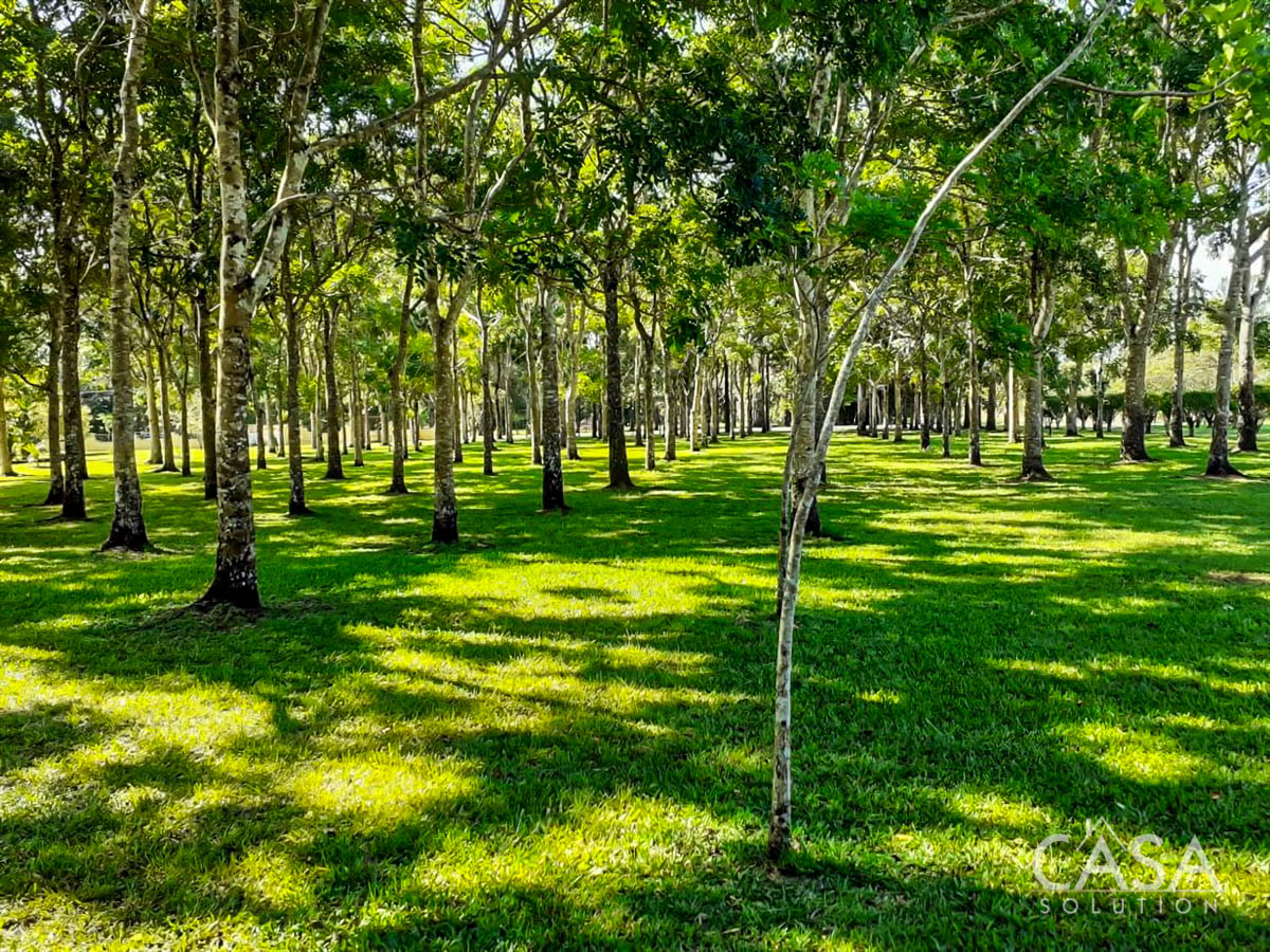 Price Reduction - New Photos! Lovely Flat Lot for Sale with Rows of African Mahogany Trees in Potrerillos Arriba, Chiriqui, Panama