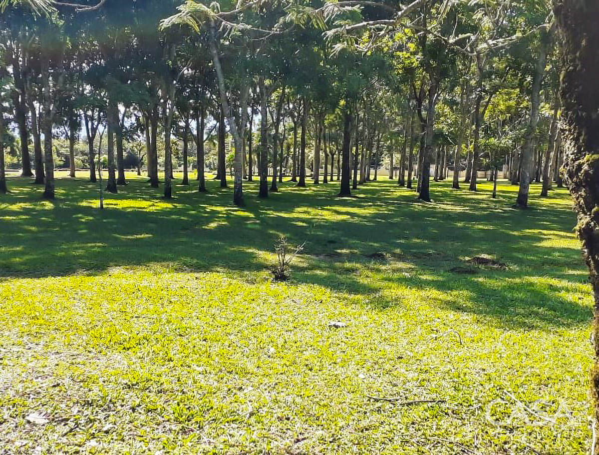 Price Reduction - New Photos! Lovely Flat Lot for Sale with Rows of African Mahogany Trees in Potrerillos Arriba, Chiriqui, Panama photo 10