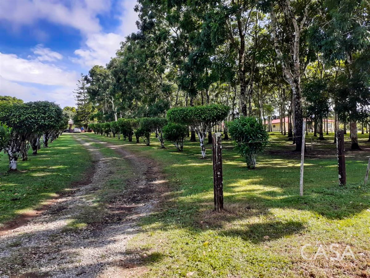 Price Reduction - New Photos! Lovely Flat Lot for Sale with Rows of African Mahogany Trees in Potrerillos Arriba, Chiriqui, Panama photo 11