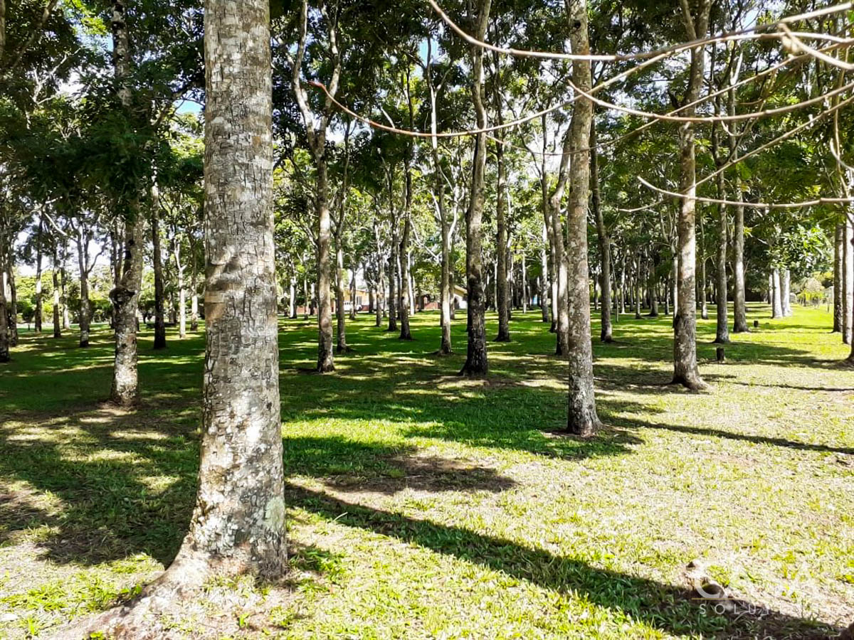 Price Reduction - New Photos! Lovely Flat Lot for Sale with Rows of African Mahogany Trees in Potrerillos Arriba, Chiriqui, Panama photo 12