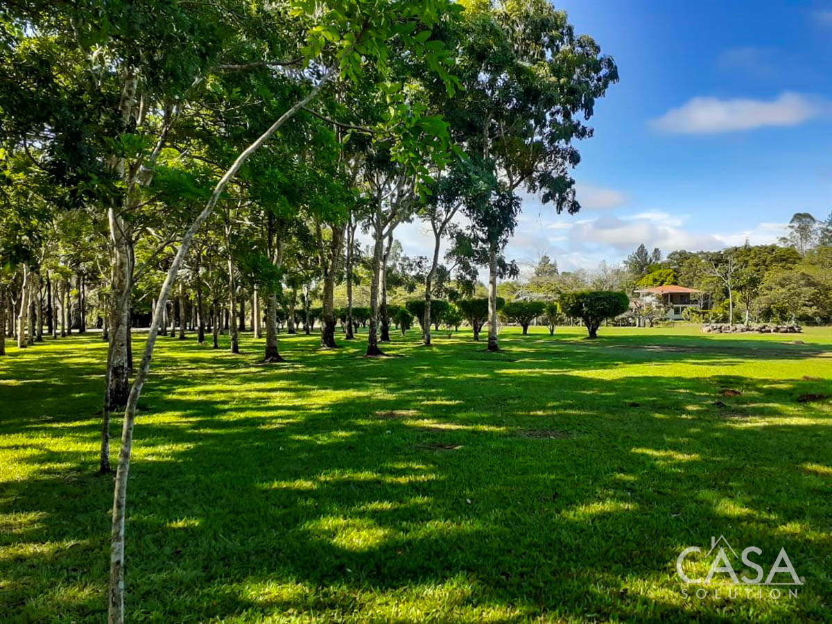 Price Reduction - New Photos! Lovely Flat Lot for Sale with Rows of African Mahogany Trees in Potrerillos Arriba, Chiriqui, Panama photo 2