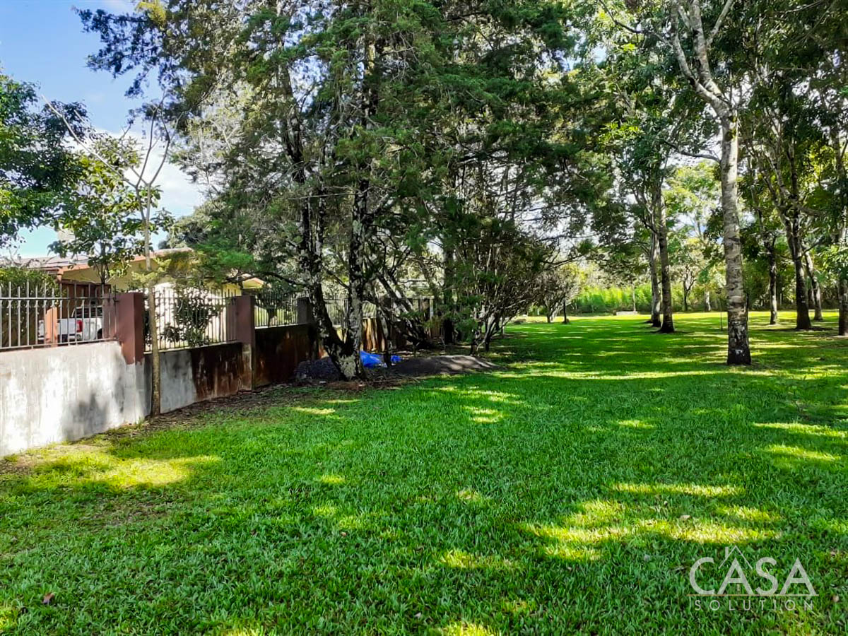 Price Reduction - New Photos! Lovely Flat Lot for Sale with Rows of African Mahogany Trees in Potrerillos Arriba, Chiriqui, Panama photo 3