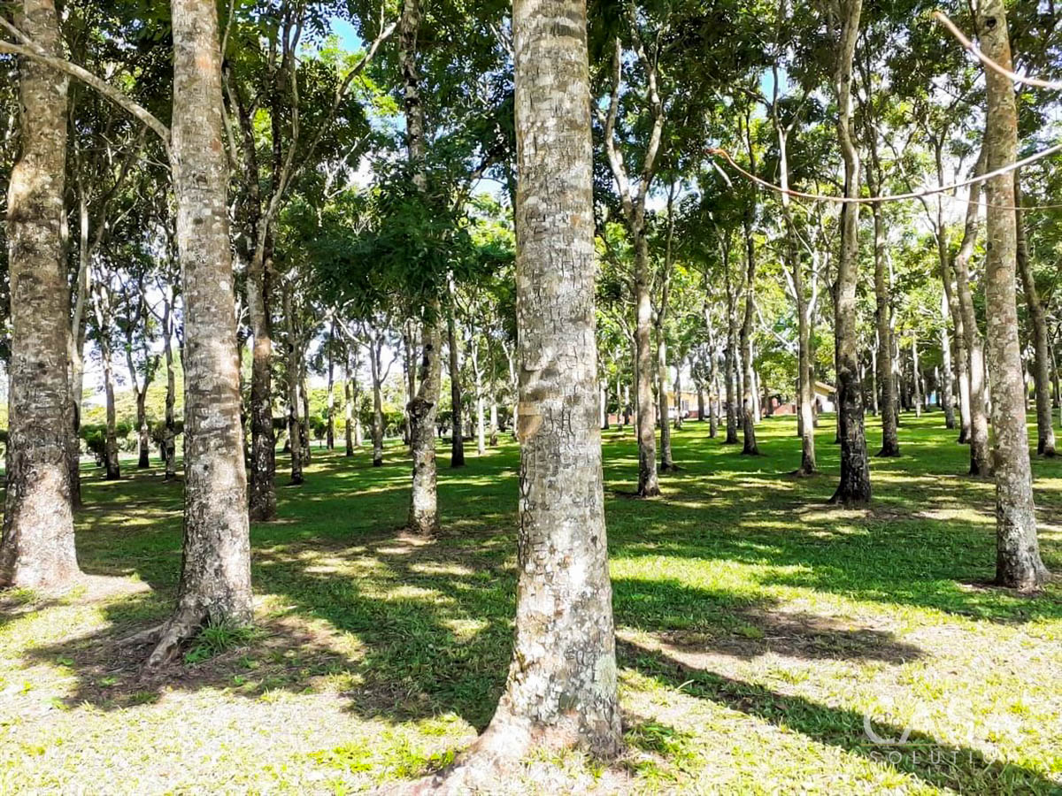 Price Reduction - New Photos! Lovely Flat Lot for Sale with Rows of African Mahogany Trees in Potrerillos Arriba, Chiriqui, Panama photo 4