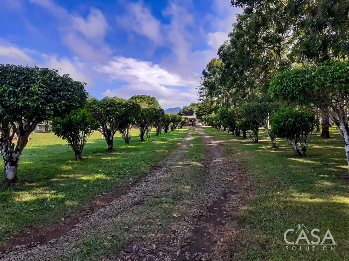 Price Reduction - New Photos! Lovely Flat Lot for Sale with Rows of African Mahogany Trees in Potrerillos Arriba, Chiriqui, Panama photo 5