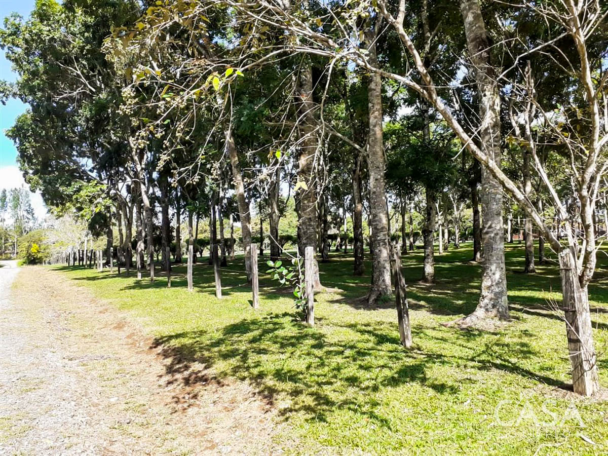 Price Reduction - New Photos! Lovely Flat Lot for Sale with Rows of African Mahogany Trees in Potrerillos Arriba, Chiriqui, Panama photo 6