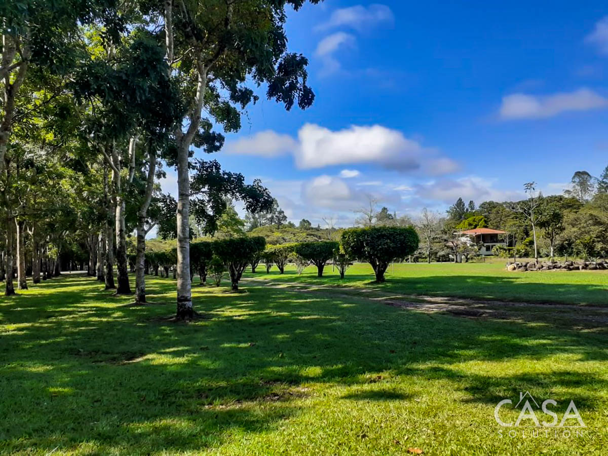 Price Reduction - New Photos! Lovely Flat Lot for Sale with Rows of African Mahogany Trees in Potrerillos Arriba, Chiriqui, Panama photo 7