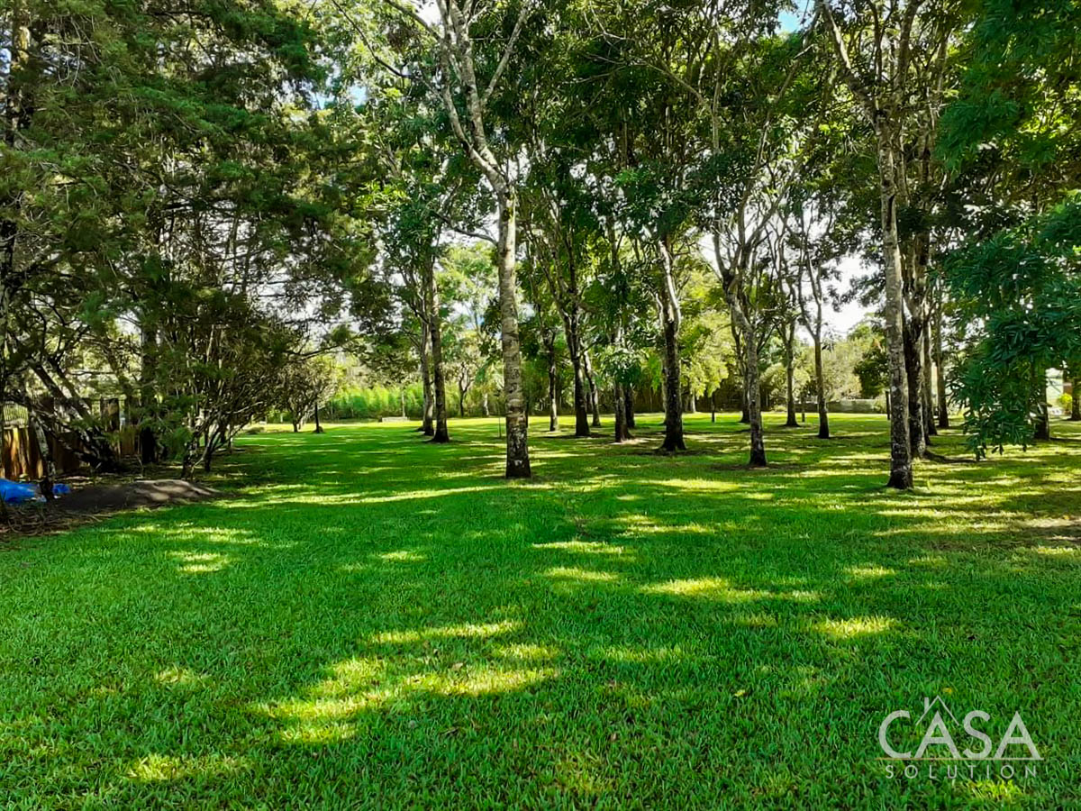 Price Reduction - New Photos! Lovely Flat Lot for Sale with Rows of African Mahogany Trees in Potrerillos Arriba, Chiriqui, Panama photo 8