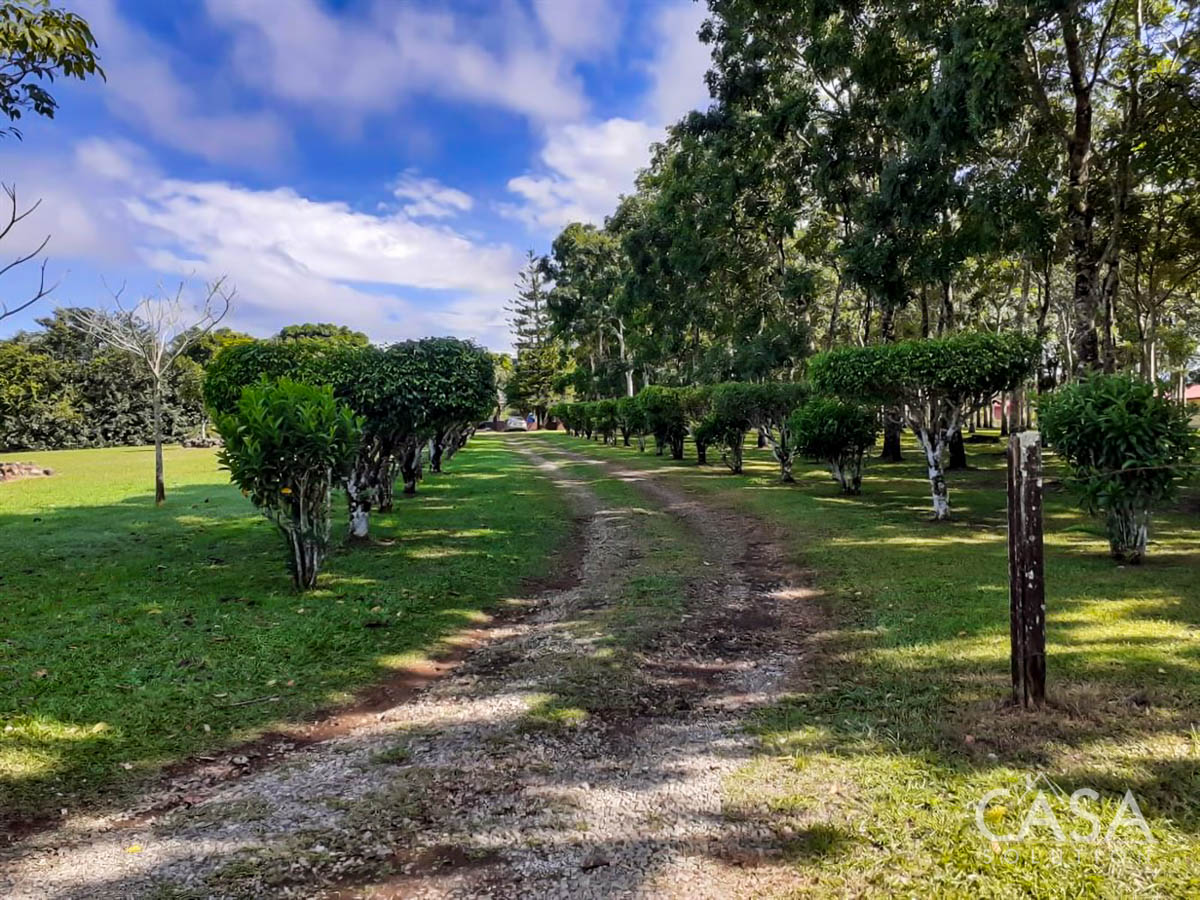 Price Reduction - New Photos! Lovely Flat Lot for Sale with Rows of African Mahogany Trees in Potrerillos Arriba, Chiriqui, Panama photo 9