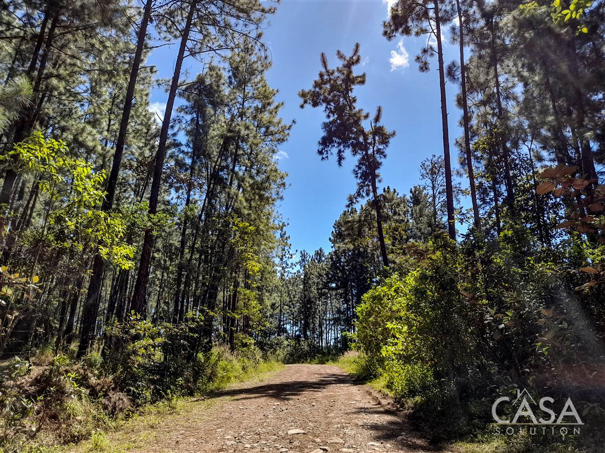 Withdrawn - So Much Beautiful Land - A Conservationist's Dream - 66 Hectares (163 Acres) of Mostly Forested Property for Sale Near La Estrella Jaramillo, Boquete, Panama photo 9