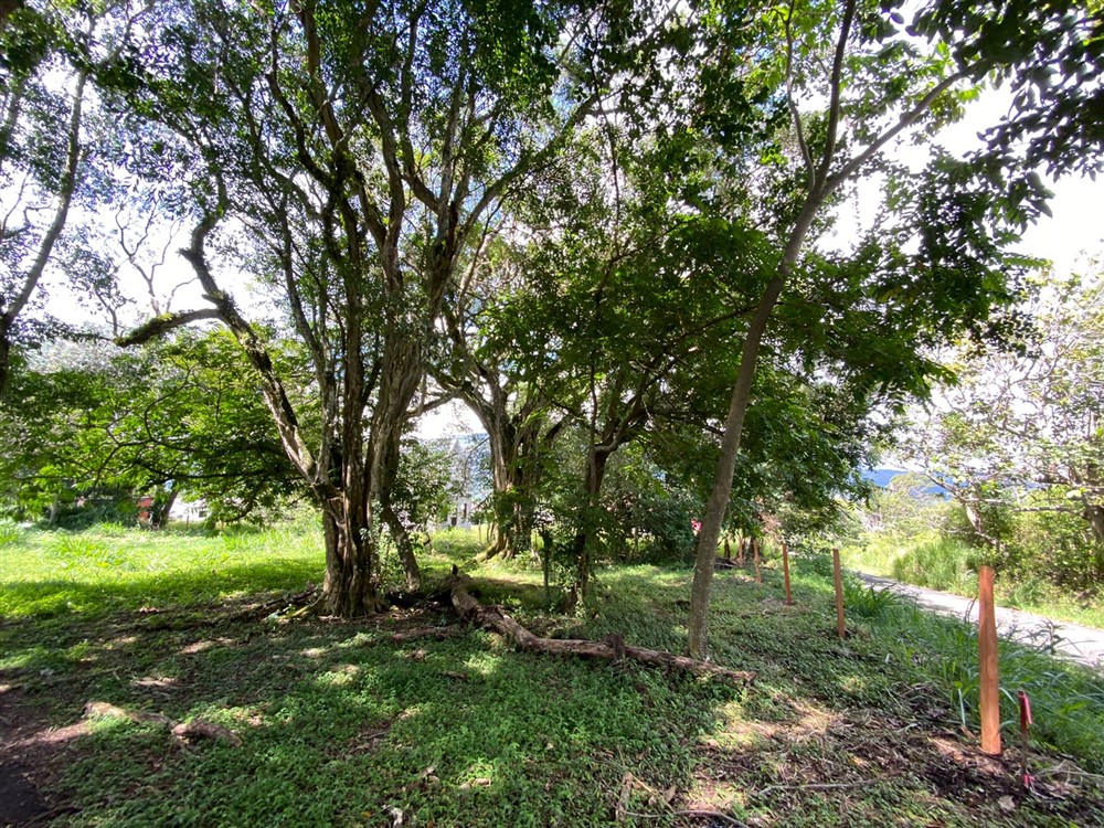 Sold by Casa Solution! Gorgeous Building Site with Trees for Sale in Volcancito, Boquete, Chiriqui Province photo 10